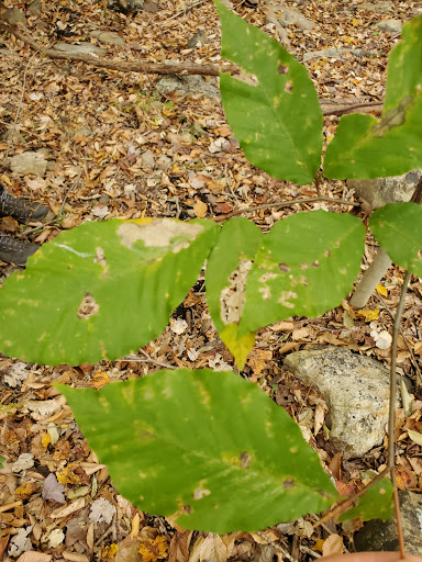 State Park «Patapsco Valley State Park», reviews and photos, 8020 Baltimore National Pike, Ellicott City, MD 21043, USA