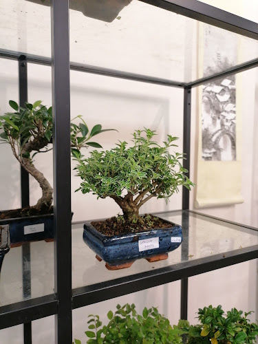 Porto Bonsai - Porto