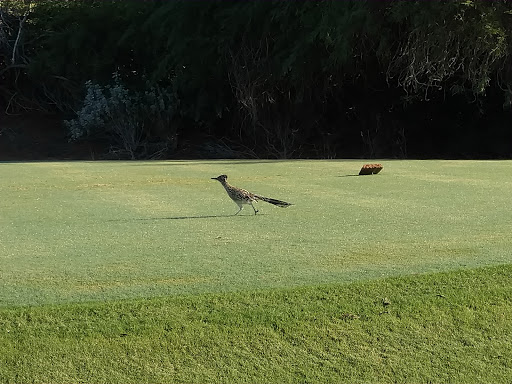 Golf Course «Falcon Dunes Golf Course», reviews and photos, 15100 Northern Ave, Waddell, AZ 85355, USA