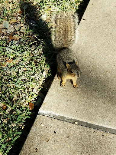 Tourist Information Center «Texas Capitol Visitors Center», reviews and photos, 112 E 11th St, Austin, TX 78701, USA