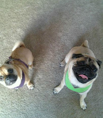 So Fetch Pet Sitting - Photo 2 - Car repair in , Glendale