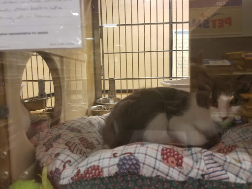 Pet Supply Store «PetSmart», reviews and photos, 3995 Welsh Rd, Willow Grove, PA 19090, USA