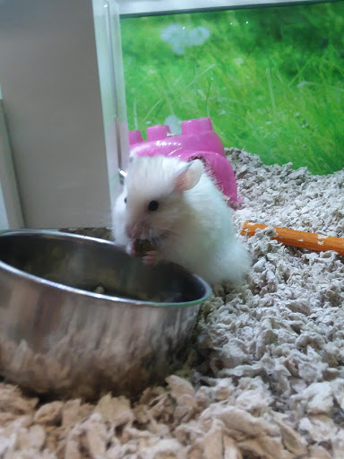 Pet Supply Store «PetSmart», reviews and photos, 12142 Jefferson Ave, Newport News, VA 23602, USA