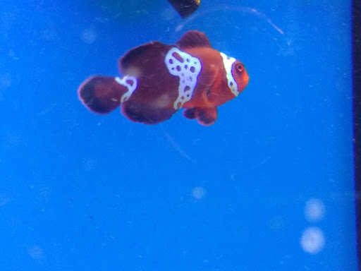 Pet Supply Store «Petco Animal Supplies», reviews and photos, 3320 Stockton Hill Rd, Kingman, AZ 86409, USA