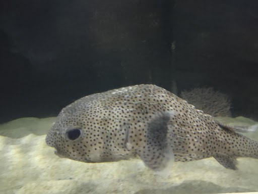 Aquarium «Greater Cleveland Aquarium», reviews and photos, 2000 Sycamore St, Cleveland, OH 44113, USA