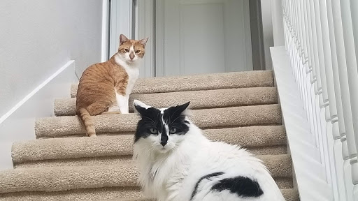 4542 W Village Dr, Tampa, FL 33624, USA