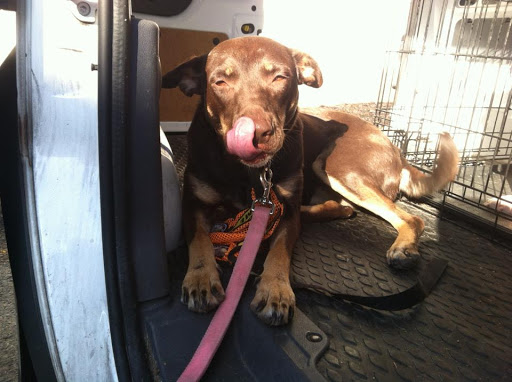 Pet Supply Store «J-B Pet Supplies - Hawthorne», reviews and photos, 289 Wagaraw Rd, Hawthorne, NJ 07506, USA