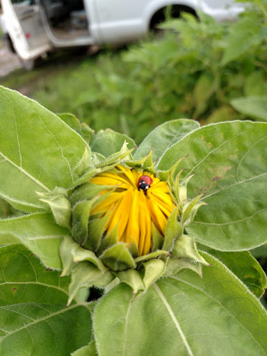 Produce Market «Sunscape Farms», reviews and photos, 1420 Creek St, Rochester, NY 14625, USA