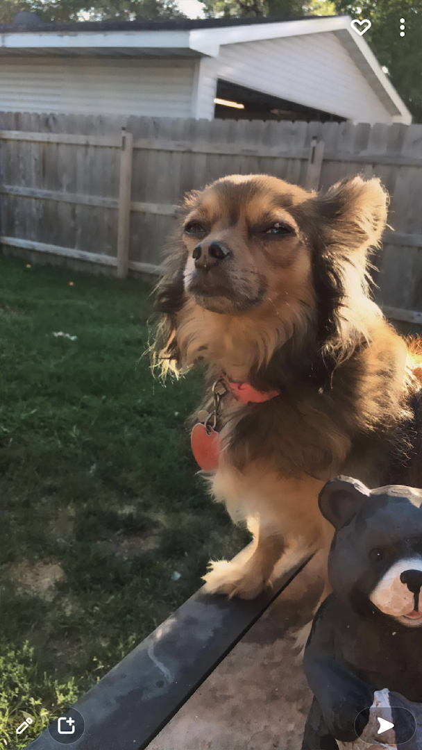 Mohawk Grooming