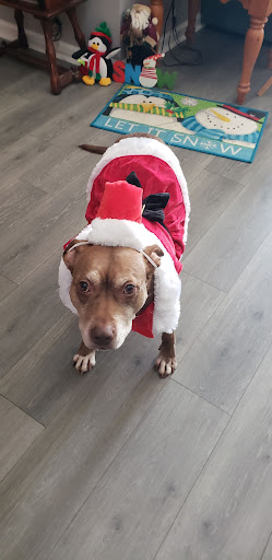 Pet Supply Store «Petco Animal Supplies», reviews and photos, 3264 Buford Dr NE #110, Buford, GA 30519, USA