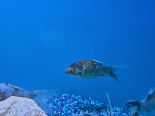 Tropical Fish Store «Ocean Aquarium», reviews and photos, 6820 E Black Horse Pike, Egg Harbor Township, NJ 08234, USA