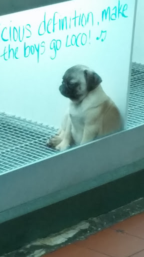 Pet Supply Store «Petland Dallas», reviews and photos, 11909 Preston Rd, Dallas, TX 75230, USA