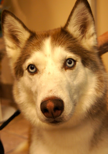 Pet Boarding Service «About Pets Center», reviews and photos, 1604 Conehurst Blvd, Salem, VA 24153, USA