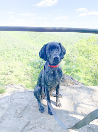 The Mannered Mutt NWA - Photo 6 - Car repair in , Fayetteville