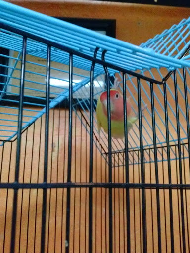 Pet Store «Louis Birds Pets & Supplies», reviews and photos, 80 Keyes St, San Jose, CA 95122, USA