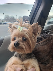 Patty Terri's Grooming - Photo 4 - Car repair in Tulsa, OK, Broken Arrow