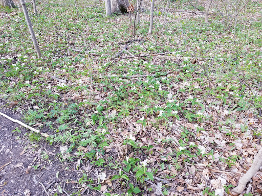 Nature Preserve «Scio Woods Preserve», reviews and photos, Scio Church Rd, Ann Arbor, MI 48103, USA