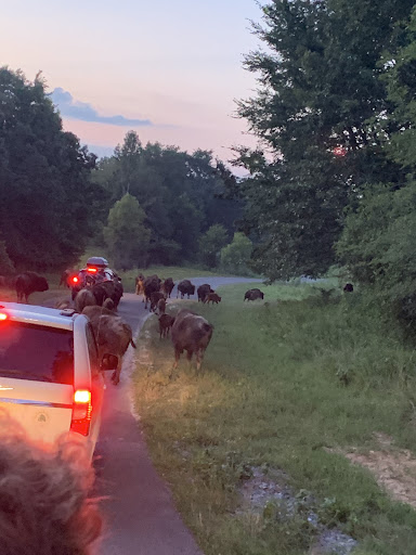 Nature Preserve «Elk and Bison Prairie», reviews and photos, Elk & Bison Prairie Rd, Golden Pond, KY 42211, USA