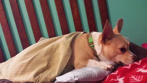 Public Golf Course «Neshaminy Valley Golf Club - OPEN to PUBLIC», reviews and photos, 440 Almshouse Rd, Richboro, PA 18954, USA