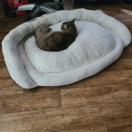 Pet Supply Store «Petco Animal Supplies», reviews and photos, 8966 S Broadway Ave #112, Tyler, TX 75703, USA