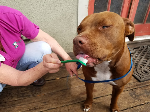 Pet Groomer «The Funky Mutt Market, LLC», reviews and photos, 441 S Woodland Blvd, DeLand, FL 32720, USA