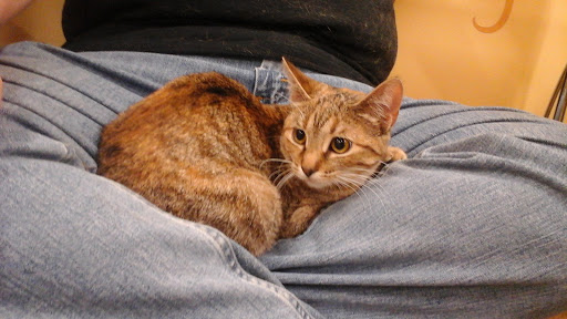 Pet Supply Store «PetPeople», reviews and photos, 3330 Washtenaw Ave, Ann Arbor, MI 48104, USA