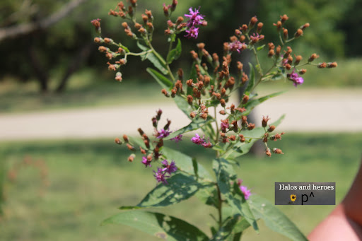 Park «Buffalo Ridge Park», reviews and photos, 5720 Parkwood Trail, Haltom City, TX 76137, USA