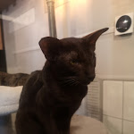 Photo n°2 de l'avis de laura.r fait le 17/02/2024 à 21:38 sur le  Dr. Cat - Pet Lounge Bistrot à Brescia