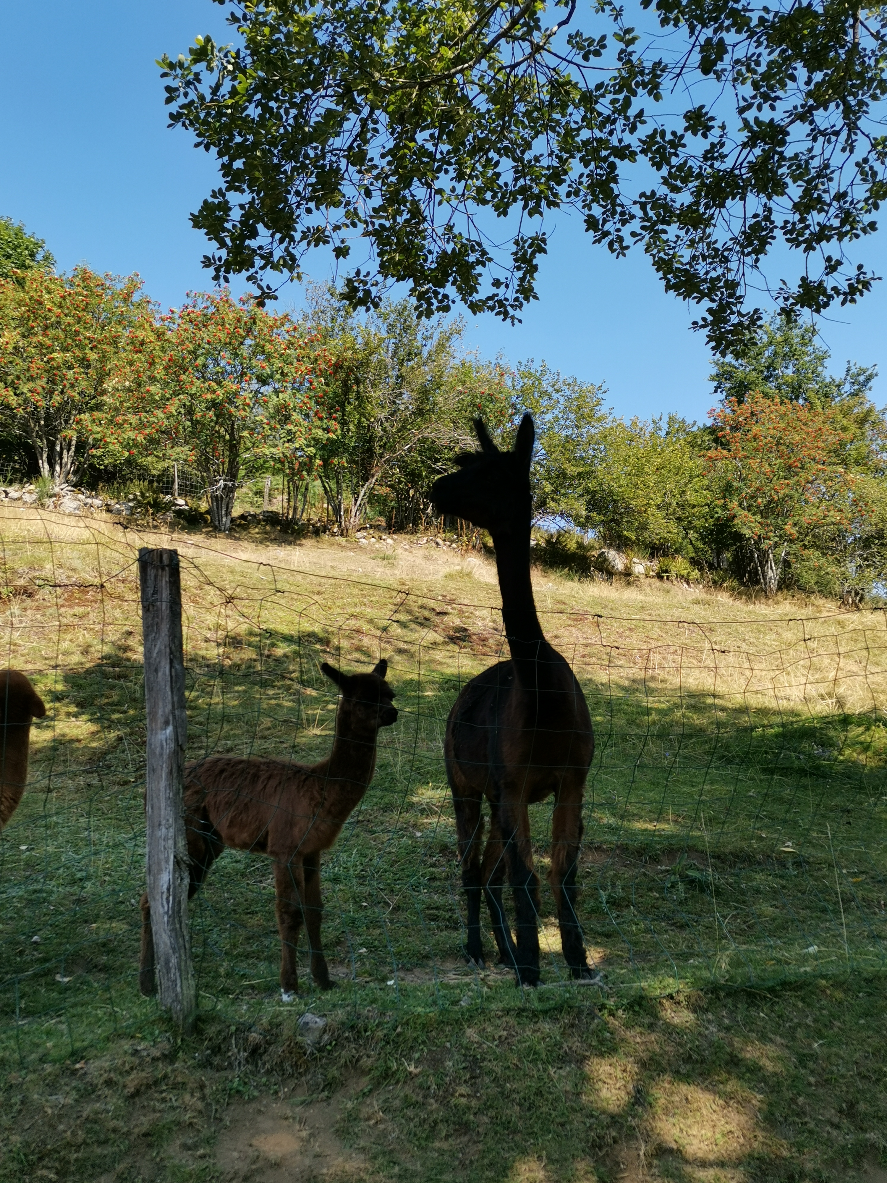 Photo n° 3 de l'avis de BERTRON.t fait le 12/08/2020 à 21:43