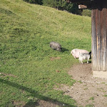 Photo n°2 de l'avis de Evelin.c fait le 05/09/2020 à 17:42 sur le  Gasthof Fallmühle à Pfronten