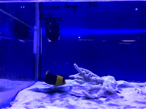 Aquarium «Jays Aquatics», reviews and photos, 10 Lawrence Rd, Salem, NH 03079, USA