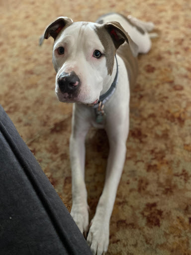 Pet Supply Store «PetSmart», reviews and photos, 5812 Youngstown Warren Rd, Niles, OH 44446, USA