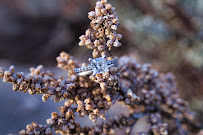 Ashley Olsen Photography - Photo 6 - Car repair in , Chula Vista