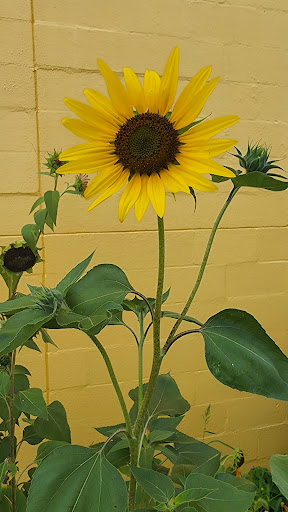 Grocery Store «Sunspot Natural Market», reviews and photos, 3717 S Reed Rd, Kokomo, IN 46902, USA