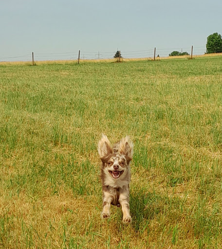 Dr.med.vet. Achim Reusch veterinarian unter Dettingen an der Erms, 