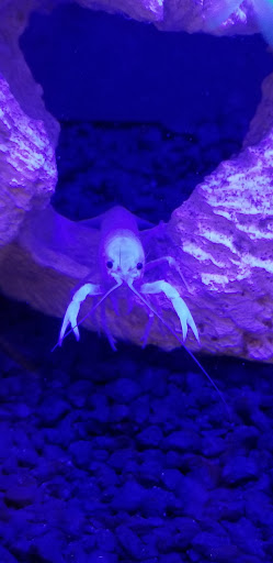 Pet Supply Store «Petco Animal Supplies», reviews and photos, 1014 Shoppes At Midway Dr, Knightdale, NC 27545, USA