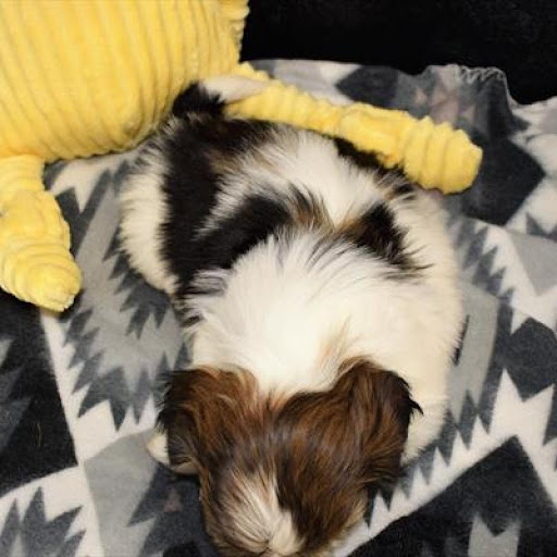 Pet Store «The Family Puppy of Oakland Mall», reviews and photos, 528 W 14 Mile Rd, Troy, MI 48083, USA