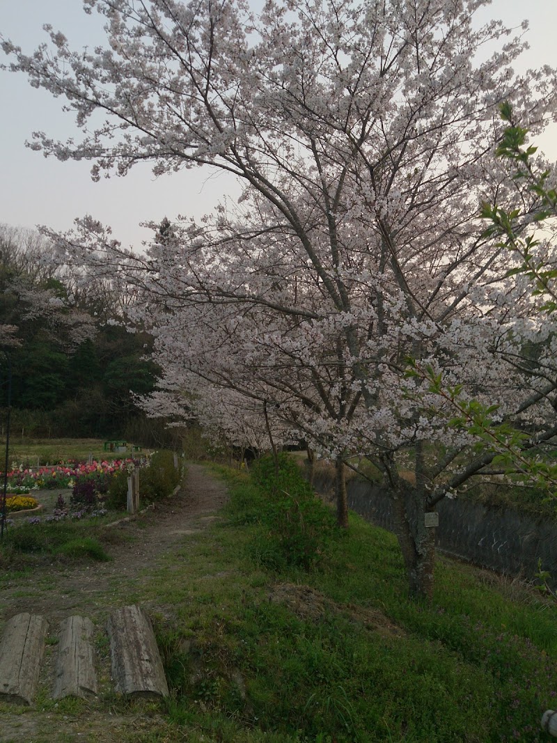 川島町のシデコブシ群落