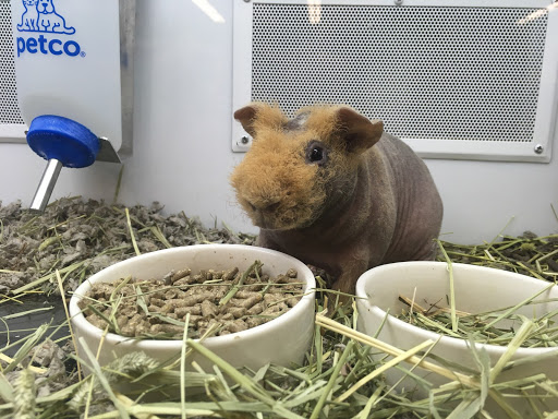 Pet Supply Store «Petco Animal Supplies», reviews and photos, 645 S Green Valley Pkwy, Henderson, NV 89052, USA