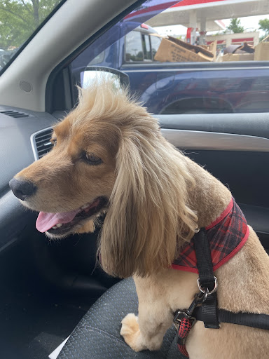 Pet Supply Store «PetSmart», reviews and photos, 3351 Jefferson Davis Hwy, Alexandria, VA 22305, USA