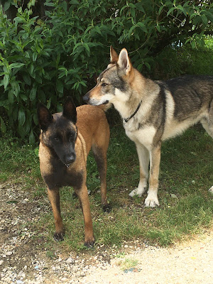 La niche et le panier | Pension pour chats et chiens à Vergt