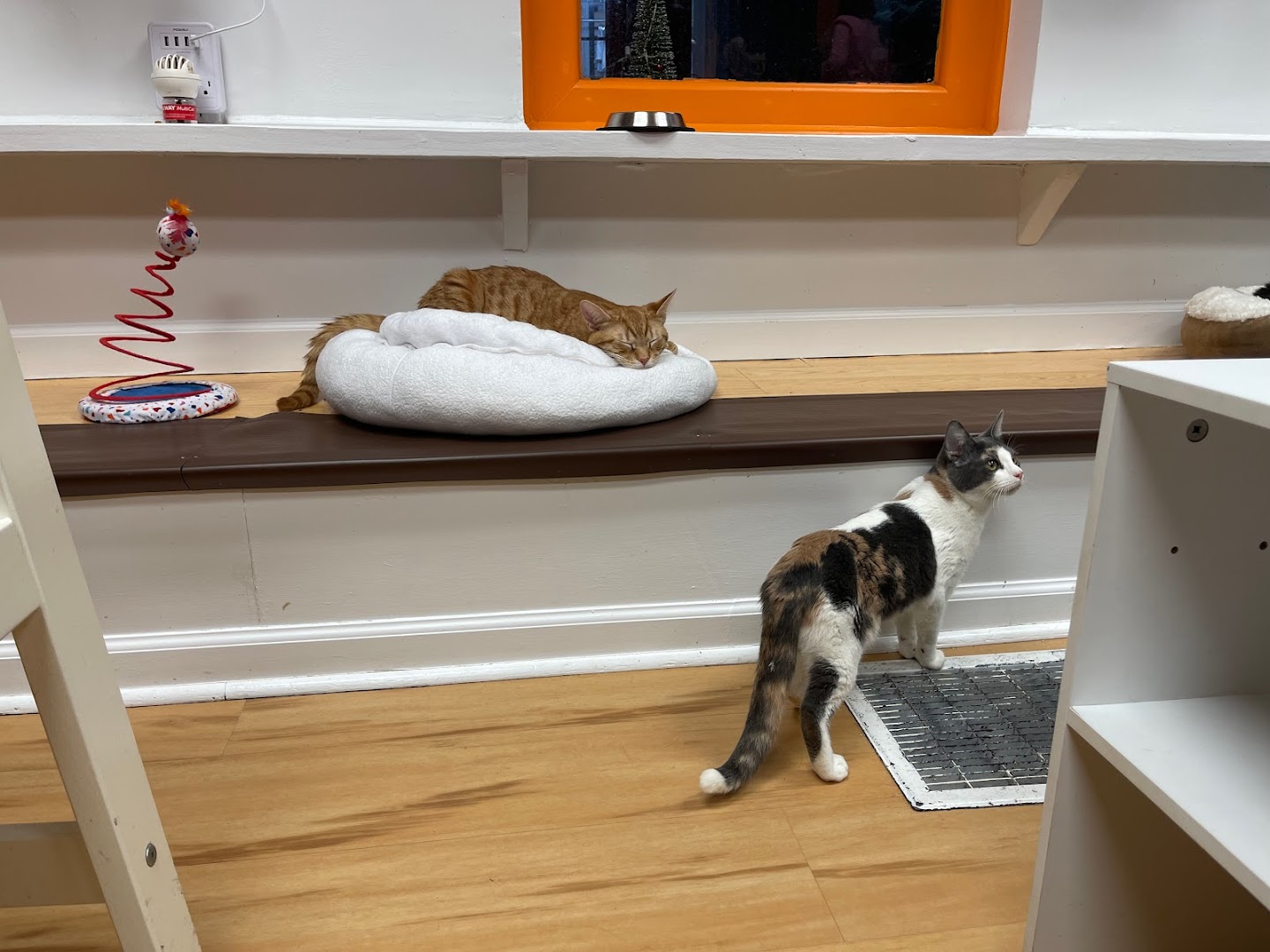 Mew Haven Cat Cafe