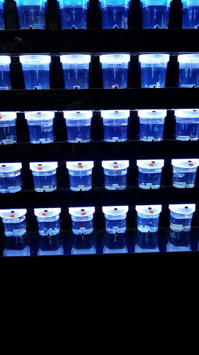 Aquarium «Dream Aquarium 1», reviews and photos, 6900 W 32nd Ave #9, Hialeah, FL 33018, USA