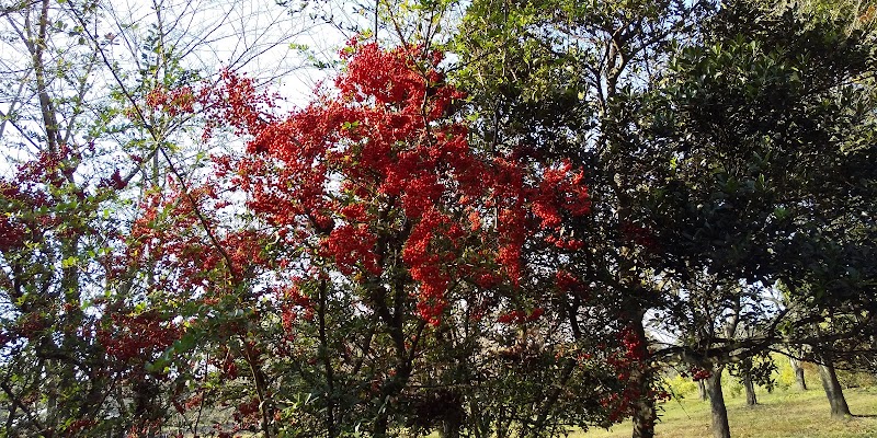 矢場公園