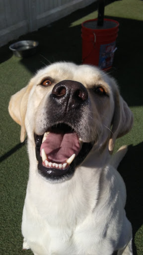 Pet Supply Store «Centinela Feed & Pet Supplies», reviews and photos, 4700 Pacific Coast Hwy, Long Beach, CA 90804, USA