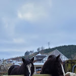 Photo n°13 de l'avis de Lisa.a fait le 06/02/2023 à 10:45 sur le  Ponyhof Meier, Ferienhof à Eslohe
