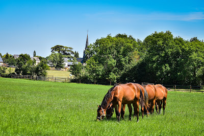 Haras de Castillon à Castillon-en-Auge