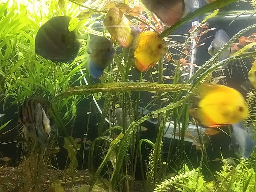 Aquarium «Skoolz of Fish», reviews and photos, 1503 Chamberlayne Ave, Richmond, VA 23222, USA