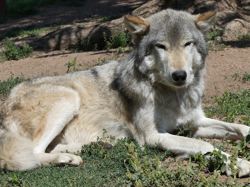 Wildlife Park «Colorado Wolf and Wildlife Center», reviews and photos, 4729 Twin Rocks Rd, Divide, CO 80814, USA