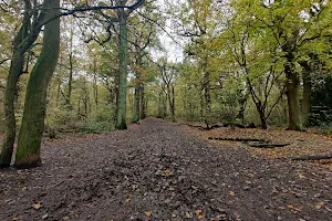 Oxleas Woods image